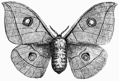 Fig. 223.&mdash;Attacus (Bombyx) Yama-Maï.