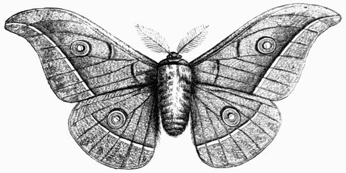 Fig. 225.&mdash;Attacus (Bombyx) pernyi.
