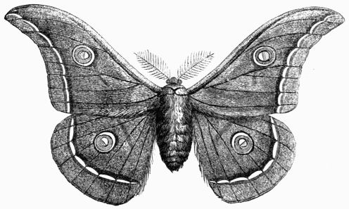 Fig. 226.&mdash;Attacus (Bombyx) Mylitta.