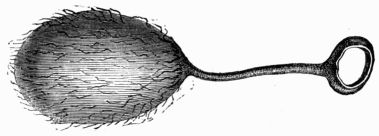 Fig. 227.&mdash;Cocoon of Attacus (Bombyx) Mylitta.