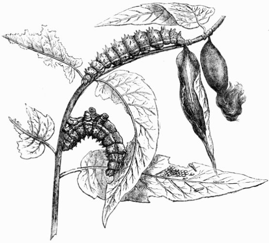 Fig. 228.&mdash;Eggs, larvæ, and cocoons of Attacus (Bombyx) Cynthia.
