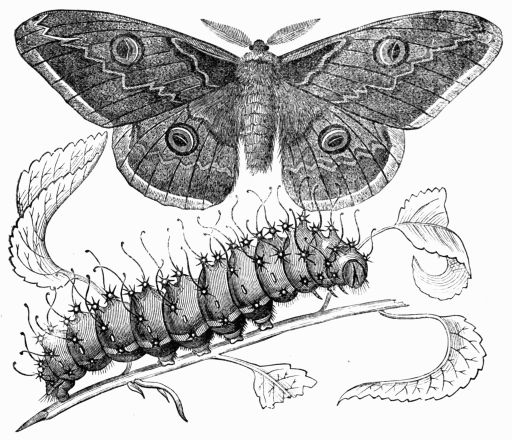 Fig. 229.&mdash;Saturnia pavonia-major.