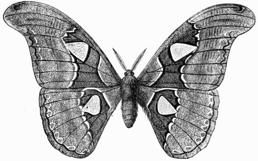 Fig. 231.&mdash;Attacus (Bombyx) Atlas.