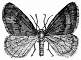 Fig. 265.&mdash;Chimatobia brumata, male.