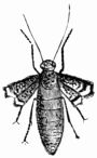 Fig. 266.&mdash;Chimatobia brumata, female.