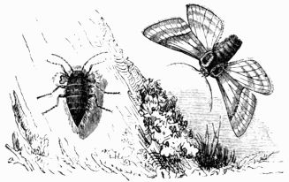 Fig. 267.&mdash;Nyssia zonaria, male and female.