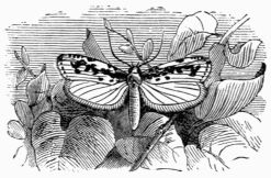 Fig. 269.&mdash;Ædia pusiella.