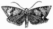 Fig. 277.&mdash;Argyrolepia æneana.