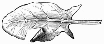 Fig. 284.&mdash;Leaf of sorrel, a portion of which is cut and rolled perpendicularly to the leaf.