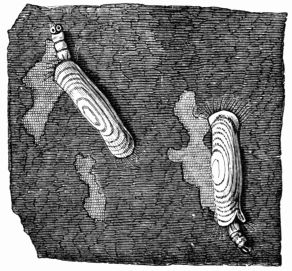 Fig. 294.&mdash;Larvæ of the Woollen Moth 