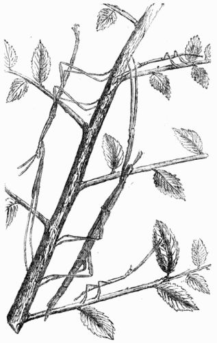 Fig. 303.&mdash;Phasma Rossia&mdash;male, female, and larva.