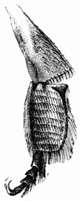 Fig. 310.&mdash;Leg of a Bee (magnified).