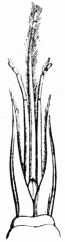 Fig. 311.&mdash;Trunk of a Bee (magnified).