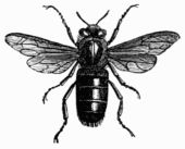 Fig. 313.&mdash;Female, or Queen