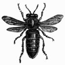 Fig. 313.&mdash;Female, or Queen