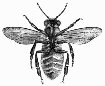 Fig. 315.&mdash;Bee seen through a magnifying glass at the
  moment when the plates of wax appear between the segments of the abdomen.
