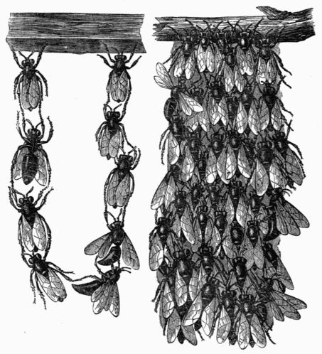 Fig. 316.&mdash;Clusters of Bees.