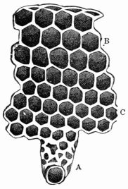 Fig. 318.&mdash;The cells of a Bee-hive.