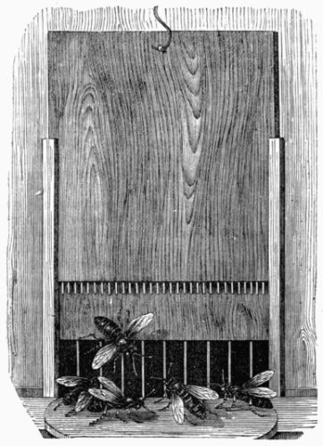 Fig. 323.&mdash;Sentinel Bees guarding the entrance to the hive.