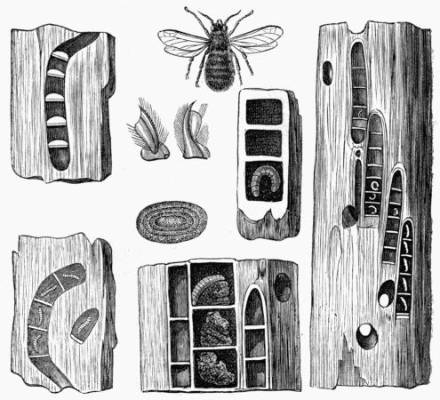 Fig. 339.&mdash;Carpenter Bee, Pupæ, Eggs, Galleries, and Nests.