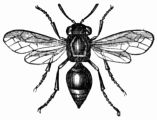 Fig. 354.&mdash;The Card-making Wasp 