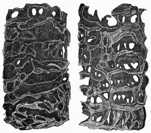 Fig. 361.&mdash;Sections of an Ant's Nest.