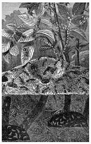 Fig. 362.&mdash;Section of an Ant-hill.