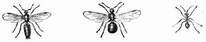 Fig. 363.&mdash;Ashy-black Ant