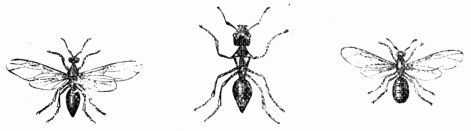 Fig. 364.&mdash;Ashy Ant. Male, worker, and female.