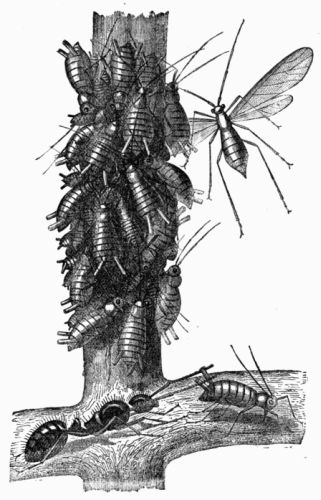 Fig. 367.&mdash;An Ant milking Aphides or Plant-lice (magnified).