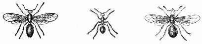 Fig. 369.&mdash;Blood-red Ant
