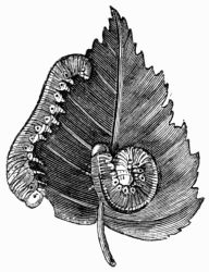 Fig. 379.&mdash;Larva of a Saw-Fly.