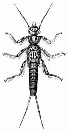 Fig. 386.&mdash;Perla marginata (larva).