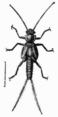Fig. 389.&mdash;Nemoura variegata (larva).