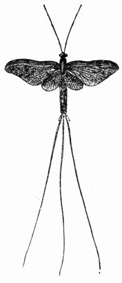 Fig. 408.&mdash;Ephemera vulgata, imago.