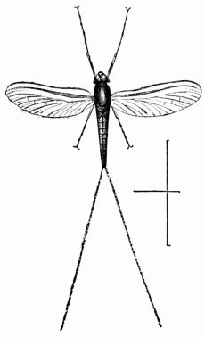 Fig. 393.&mdash;Cloëon diptera.