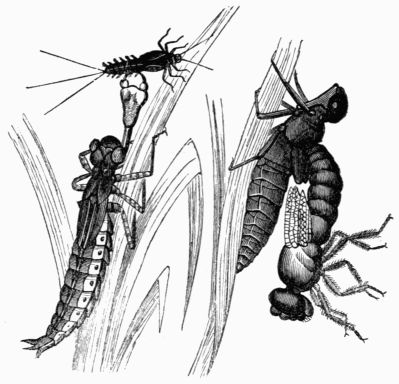Fig. 394.&mdash;Larva of the Libellula, and the perfect insect emerging.