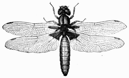 Fig. 395.&mdash;Libellula depressa, the Common Dragon-Fly.