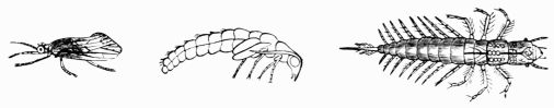 Fig. 400.&mdash;Semblis lutarius, imago, pupa, and larva.