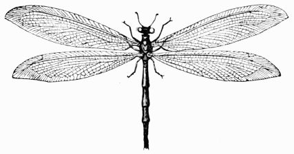 Fig. 401.&mdash;Ant-lion