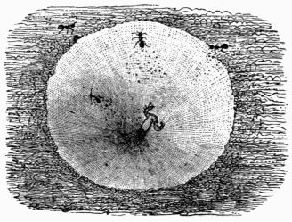 Fig. 402.&mdash;Ant-lion's funnel.