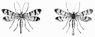Fig. 410.&mdash;Panorpa, male and female.