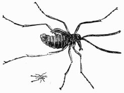 Fig. 414.&mdash;Boreus hyemalis (magnified and natural size).