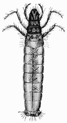 Fig. 415.&mdash;Larva of Phryganea rhombica.