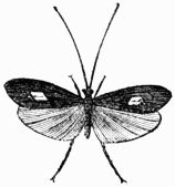 Fig. 417.&mdash;Phryganea rhombica.