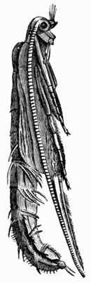 Fig. 419.&mdash;Pupa of Phryganea pilosa, magnified.