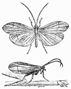 Fig. 420.&mdash;Phryganea pilosa.