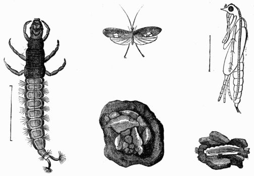 Fig. 421.&mdash;Hydropsyche (Phryganea) atomaria, larva, pupa, imago, and larva-case.