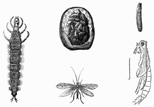 Fig. 422.&mdash;Rhyacophilus vulgatus, larva, pupa, cocoon, and imago (male).