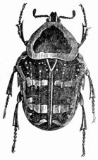 Fig. 425.&mdash;Cetonia argentea.